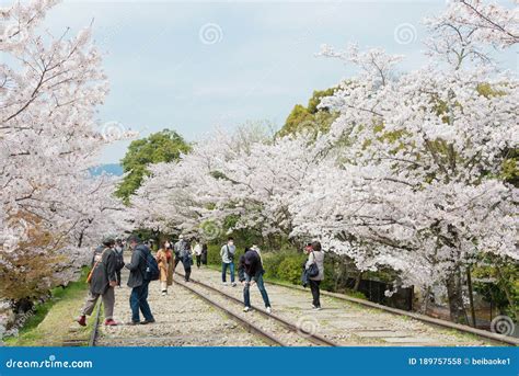 Cherry Blossoms Along The Site Of Keage Incline In Kyoto Japan Keage