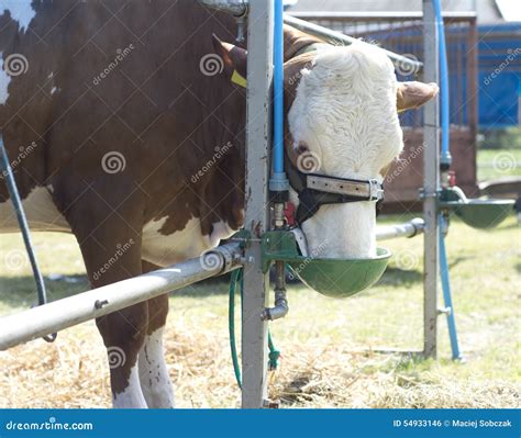 Comendo A Vaca Foto De Stock Imagem De Comer Doméstico 54933146