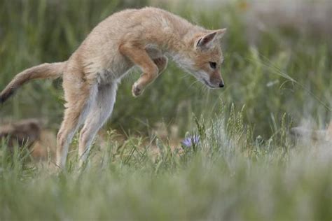 Swift Fox Vulpes Velox Kit Pouncing Pawnee National Grassland