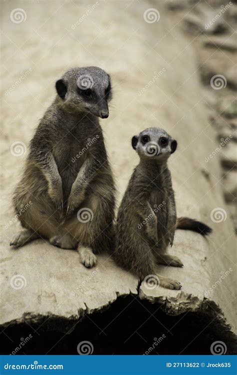 Two Meerkats Suricata Suricatta Stock Photo Image Of African