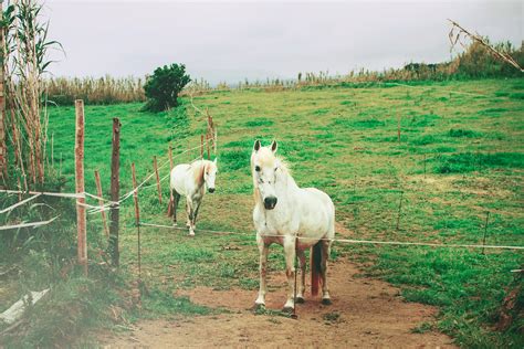 18,847 likes · 78 talking about this · 6,662 were here. FAIAL, AZORES on Behance