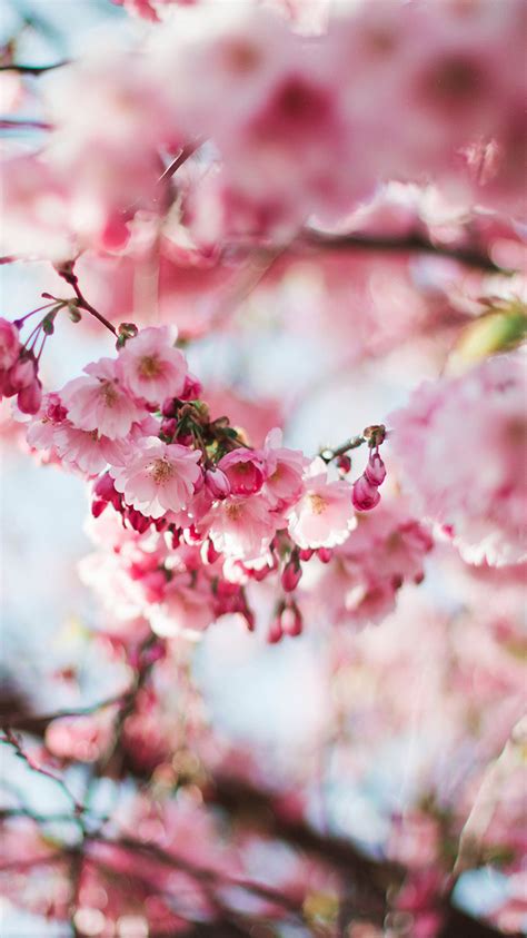Nx72 Spring Cherry Blossom Tree Flower Pink Nature Wallpaper