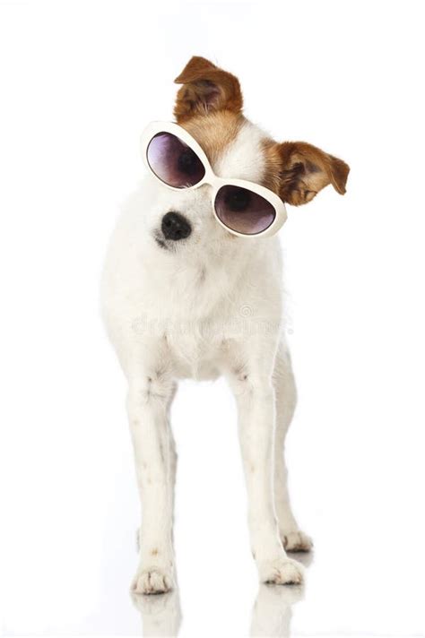 Dog With Sunglasses Stock Photo Image Of Seasons Sunglasses 30508438