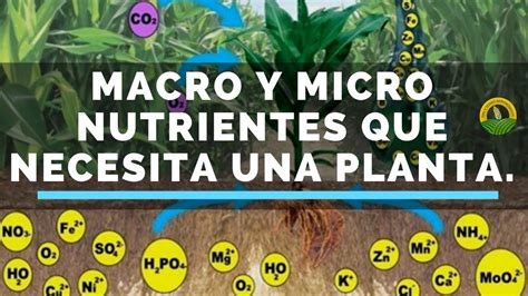 Macronutrientes Y Micronutrientes En Las Plantas Diapositiva 1 Suelos