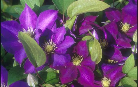 Check spelling or type a new query. Purple Varieties - Donahue's Greenhouse