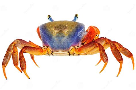 Rainbow Crab Stock Image Image Of Crab Aquarium Claw 22908999