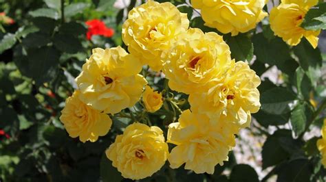 Natural Beautiful Yellow Rose Flowers Wallpapers Yellow Rose Flower