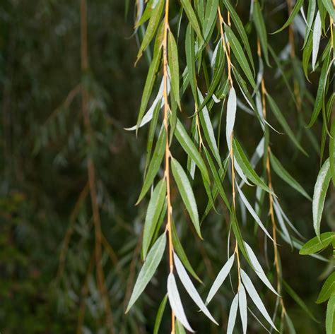 Tincture Of White Willow Bark Salix Alba
