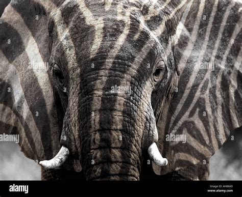 Elephant With Zebra Stripes Stock Photo Alamy