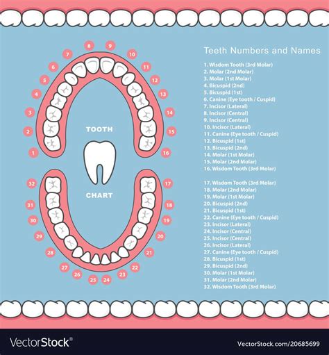 Tooth Chart With Names Dental Infographics Teeth In Jaw Download A