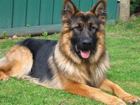 Long Haired German Shepherd Top Guide Animal Corner