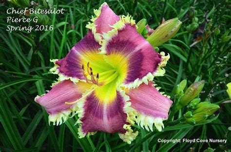 This year i was able to return to floyd cove daylilies, one of the largest daylily gardens i've ever. 17 Best images about Daylilies for You - Floyd Cove ...