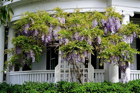 Free bda reset code 3. Codes For Wisteria - Up To 62 Off On Wisteria 1 2 Or 3 ...