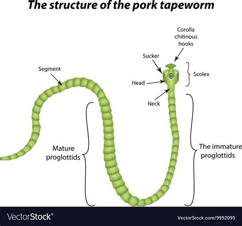 Tapeworm Anatomy