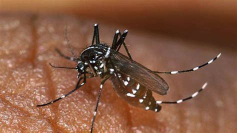 Chikungunya The Mosquito Borne Virus That Contorts Your Limbs