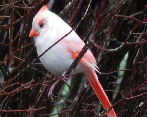The Rare Albino Cardinal 4 Amazing Images And 12 Faqs