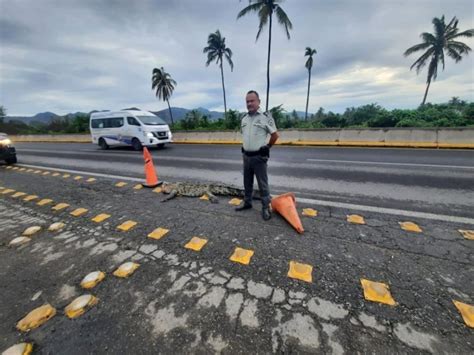 Muere Hombre Tras Ser Atacado Por Un Cocodrilo En Colima