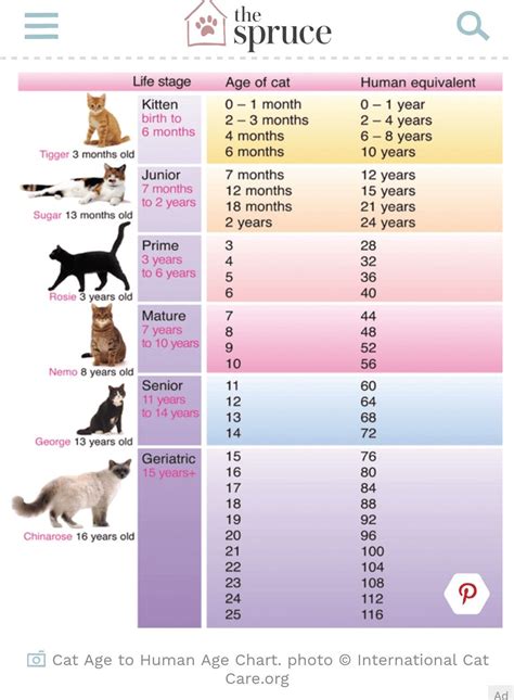 Cat Age Chart In Human Years Calculator