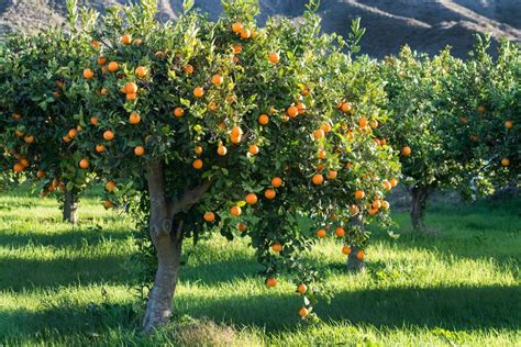 Orange Tree Facts Hunker Citrus Trees Trees To Plant Fruit Trees