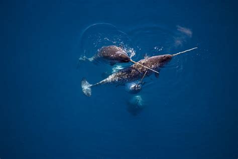 Decoding Narwhal Migration Insights From A Two Decade Tracking Study