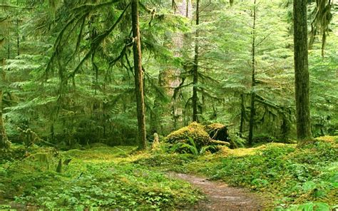 forests, Trail, Moss Wallpapers HD / Desktop and Mobile Backgrounds
