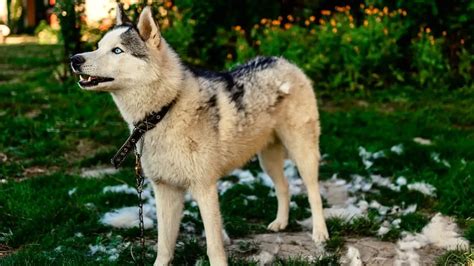 5 Best Husky Mixes That Dont Shed