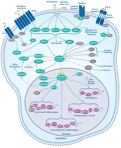 P38 Signal Transduction Pathway Bio Techne