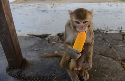 Wild Monkey Poop In Florida Could Spread Killer Herpes