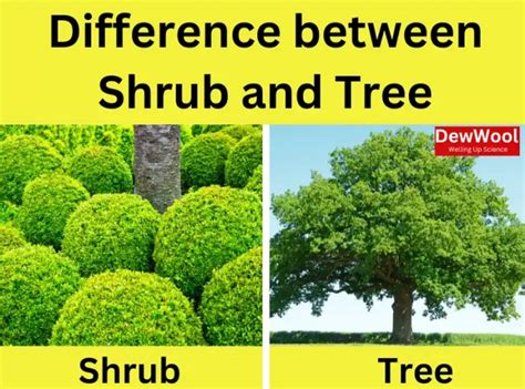 Difference Between Shrubs And Tree Dewwool