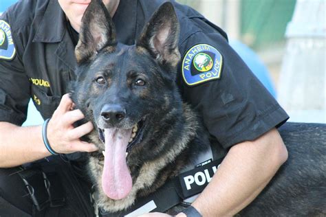 Police Dog Military Working Dogs Military Men German Shepherd Breeds