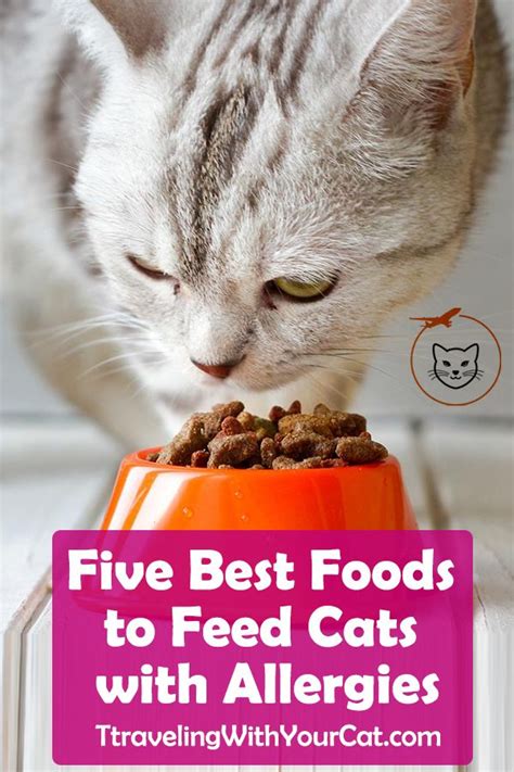 Best Cat Food For Allergies Healthy Cat