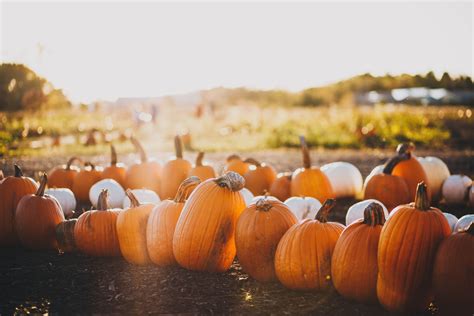 7 Pumpkin Patches To Visit This Fall Begin At Bothell