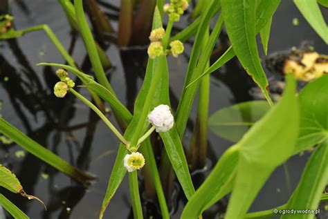 Sagittaria trifoliata „Flore Plena