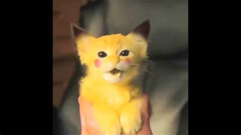 The Most Disgustingly Adorable Vine Vines Pikachu Kitten Pokemon Video Ever Youtube