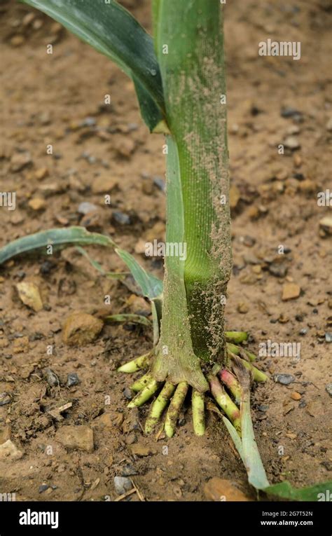 Close Up Of Brace Roots Of Maize Plants Zea Mays Stalks Of Corn