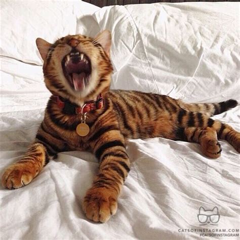 Cat That Looks Like A Tiger