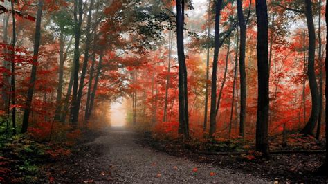 Path In The Foggy Autumn Forest Hd Desktop Wallpaper