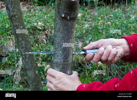 Crown Graft Fig Step 1 Cutting The Rootstock Stock Photo Alamy