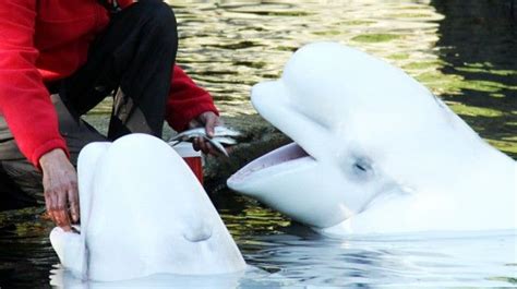 Vancouver Aquarium Defends Itself Against Renowned Animal Researcher