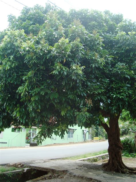 Pohon Kelengkeng | Bibit Buahku