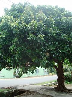 Pohon Kelengkeng Depan Rumah