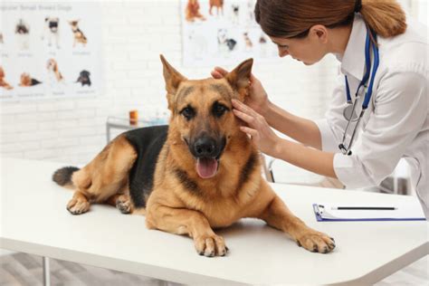 Skin Hematoma In Dogs Great Pet Care