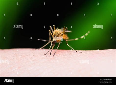 La Fièvre Jaune Le Paludisme Ou Le Virus Zika Morsure Dinsecte