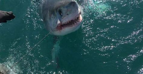 A Shark Actually Exploded And Killed Two People On Boat In Cornwall In