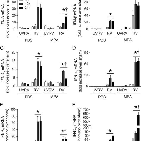An update on the pathophysiology of rhinovirus upper. Rhinovirus infection induces IL-15 protein and mRNA ...