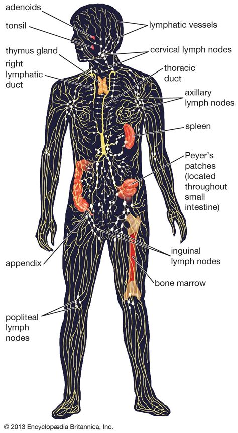 Lymph Node Back Of Neck Anatomy Lymphatic System Parts Common