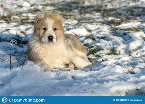 Central asian shepherd puppies day in our kennel michigan. Central Asian Shepherd Dog Alabai - Puppy Stock Image ...