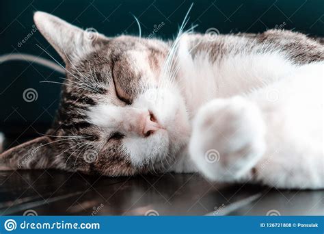 Cute Cat Sleeping Stock Photo Image Of Body Horizontal 126721808