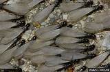 Pictures of Termites Photo