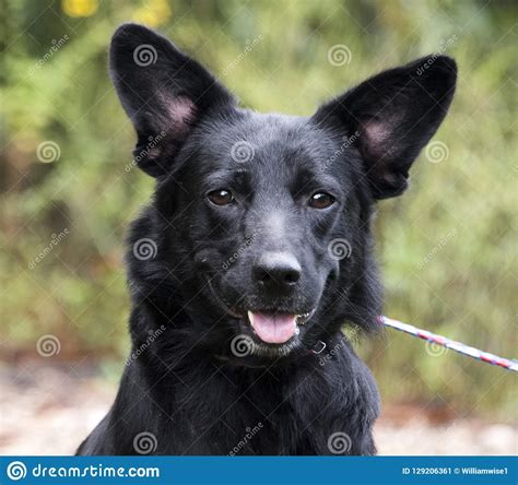 Black German Shepherd Mix Dog Stock Image Image Of Society Canine
